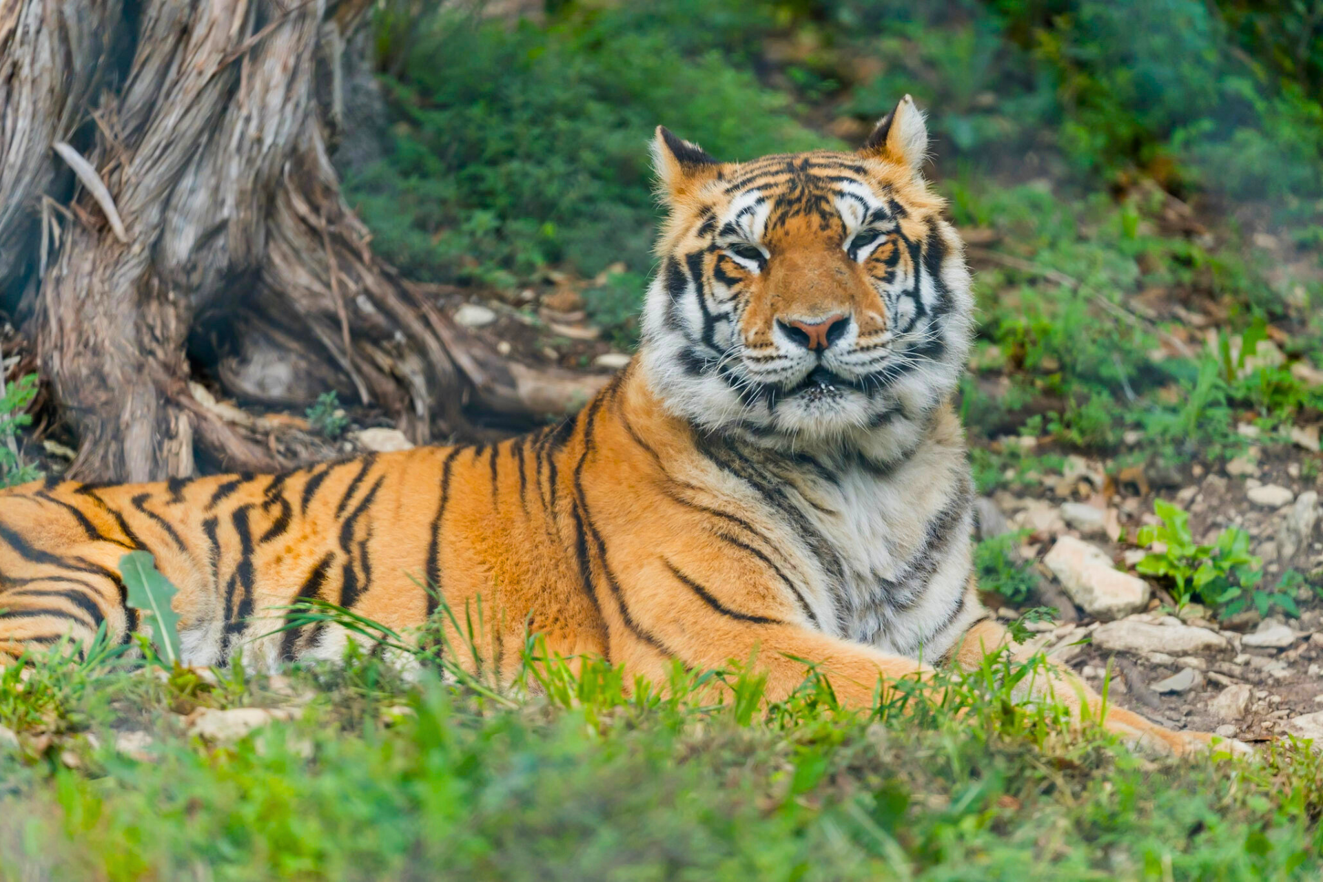 Austin Zoo